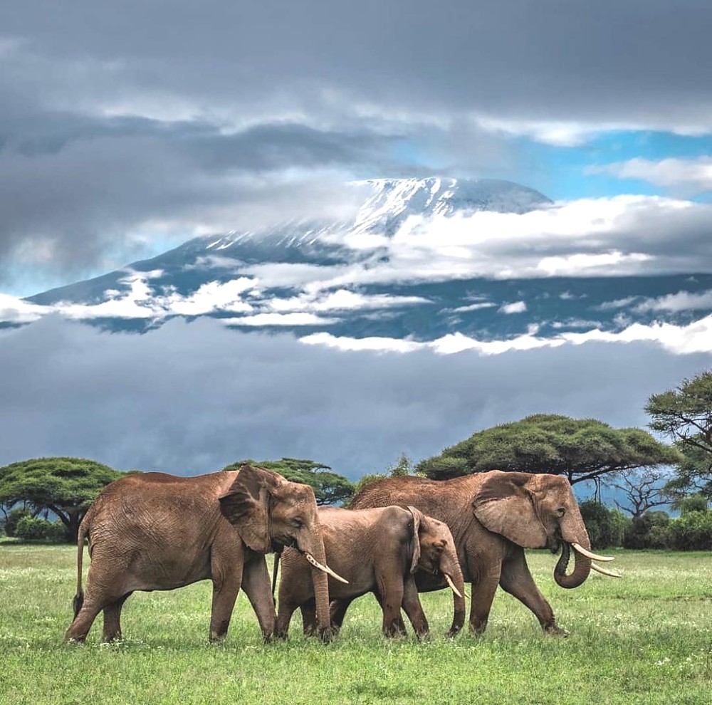 Kilimanjaro National Park-Tanzania